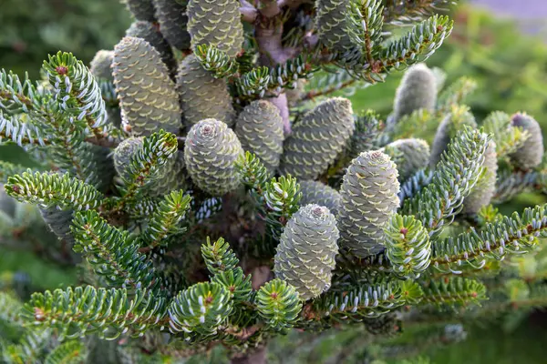 Bahçedeki kozalaklı ağaçta bir demet yeşil kozalak. Bahçıvanlık ve bitki yetiştirme.