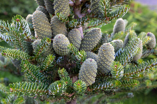 Куча зеленых декоративных конусов на хвойном дереве в саду. Садоводство и выращивание растений.