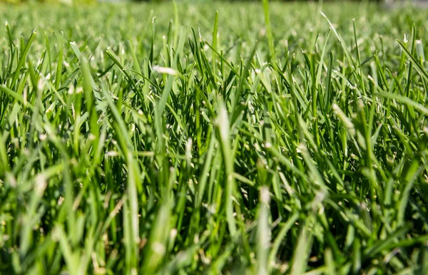 Fresh Green Lawn Background Sunny Grass Royalty Free Stock Photos