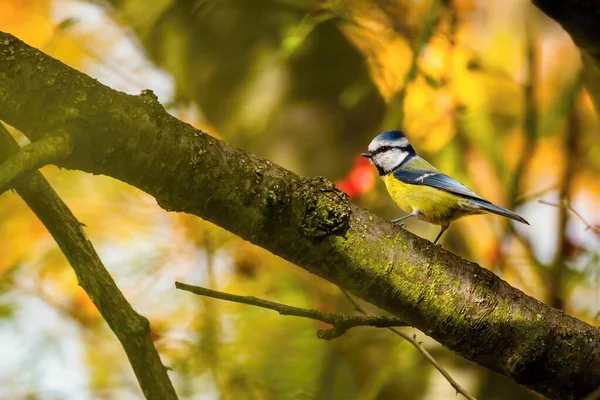 Small Colorful Bird Blue Tit Perching Branch Sunny Autumn Day — Zdjęcie stockowe