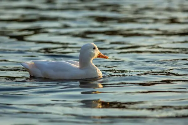 Bílá Domácí Kachna Žlutým Zobákem Plovoucí Modré Vodě Slunečného Podzimního — Stock fotografie