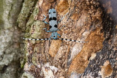 Alpine Longicorn 'un yakın görüntüsü, siyah benekli mavi bir böcek, kahverengi ahşap ve gri kabuklu bir kayın ağacından iniyor.. 