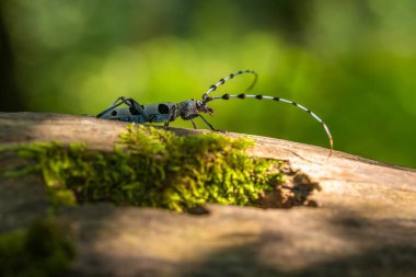 Alpine Longicorn, siyah benekli mavi bir böcek, bir yaz günü ağaç kabuğunda oturuyor. Bulanık yeşil arkaplan. 