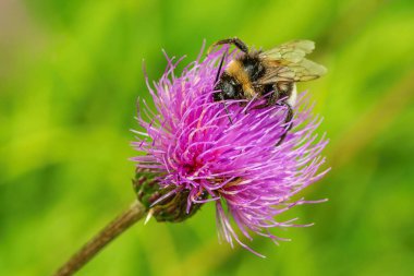 Taze menekşe devedikeni çiçeğinden polen toplayan yaban arısı görüntüsünü kapatın. Doğada güneşli bir yaz günü. Arka planda yeşil ve sarı çimenler.