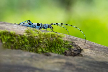 Alpine Longicorn 'un yakın görüntüsü, siyah benekli mavi bir böcek, yosun kaplı bir ağaç gövdesindeki yaprakların gölgesinde oturuyor. Bulanık yeşil arkaplan. 