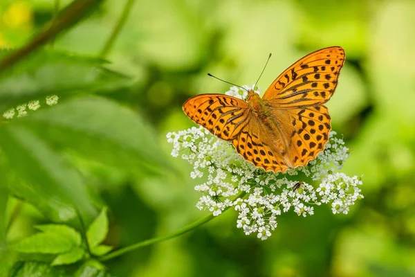 Сріблястий Рябчик Оранжево Чорний Метелик Сидить Квіточці Білокрилки Росте Природі — стокове фото
