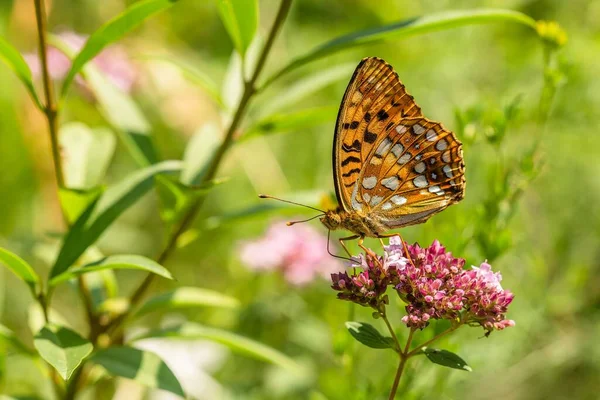 Immagine Ravvicinata Una Farfalla Fritillare Colore Marrone Alto Seduta Fiore — Foto Stock