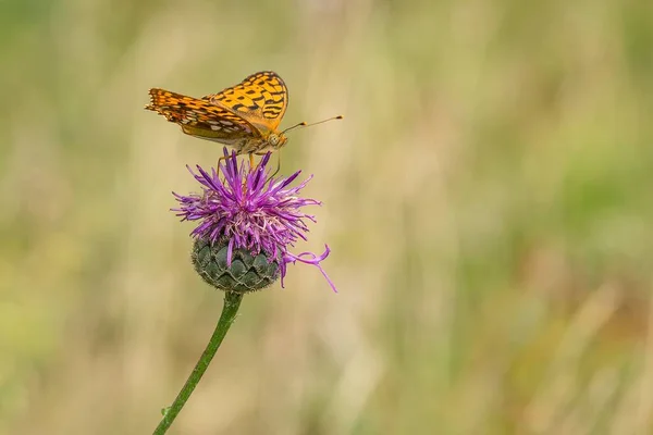 Immagine Ravvicinata High Brown Fritillary Una Farfalla Arancione Seduta Fiore — Foto Stock