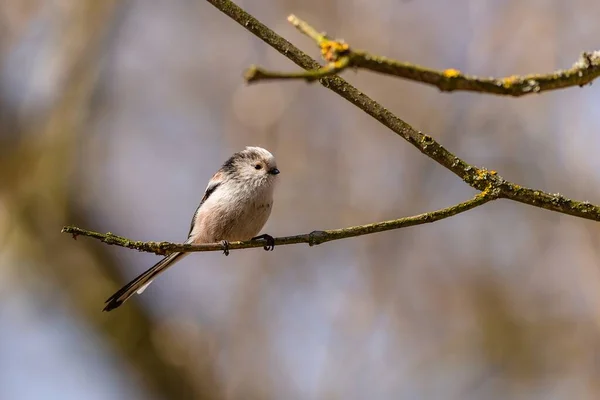 Cute Small Black White Brown Long Tailed Tit Perching Little — Stock fotografie