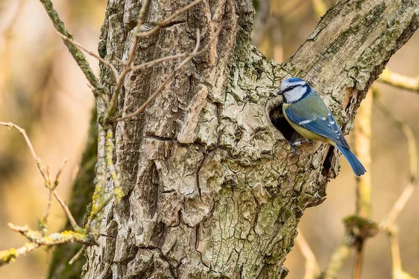 Small Bird Blue Tit Sitting Brown Tree Close Nesting Hole — Fotografia de Stock