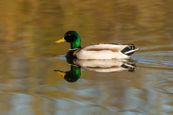 Male Mallard Duck Drake Green Head Yellow Beak Swimming Lake — стоковое фото