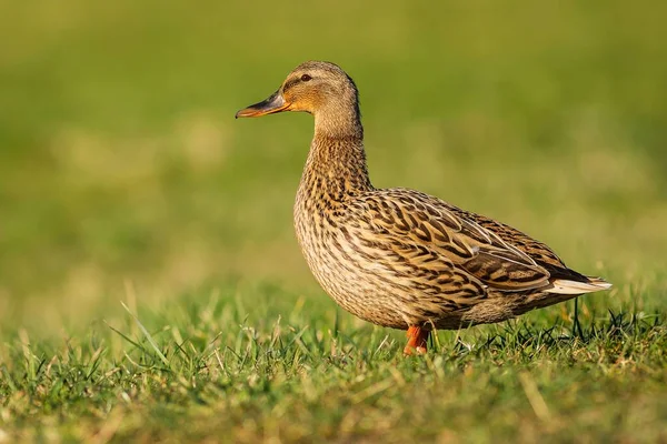 Female Mallard Duck Brown Water Bird Standing Green Grass Spring — стоковое фото