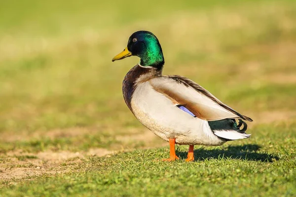 Erkek Bir Yaban Ördeği Renkli Bir Kuşu Güneşli Bir Bahar — Stok fotoğraf