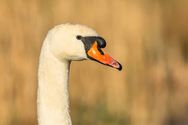 Portrait White Mute Swan Injured Orange Beak Sunny Spring Day — Fotografia de Stock