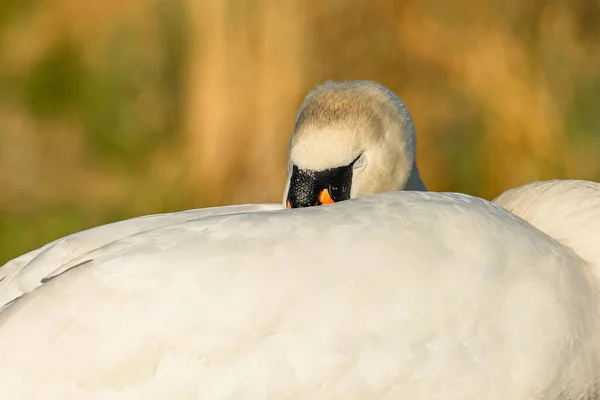Close Image White Mute Swan Sleeping Its Beak Hiding Feathers — Fotografia de Stock