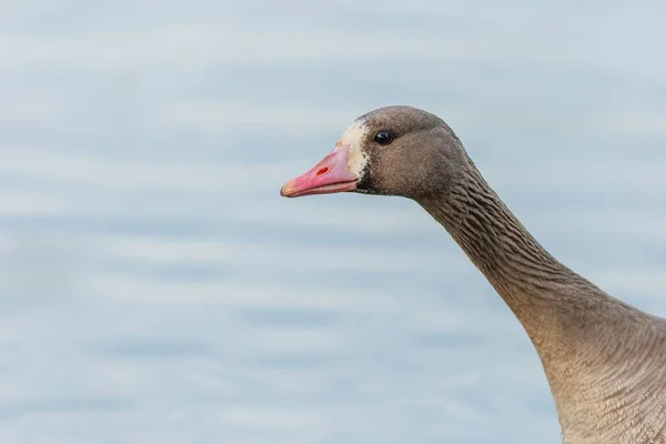 Hlava Krk Větší Bílé Husy Růžovým Zobákem Modrá Voda Pozadí — Stock fotografie