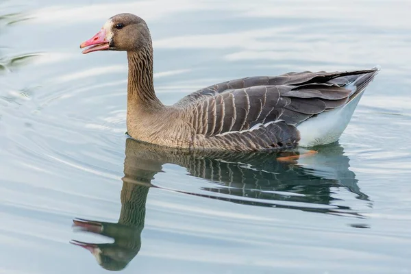 Close Image Greater White Fronted Goose Pink Beak Swimming Lake — Fotografia de Stock