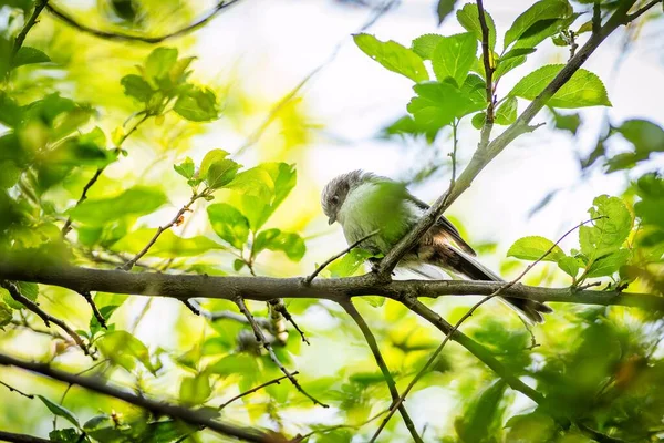 Young Long Tailed Tit Cute White Brown Black Songbird Perching — Fotografia de Stock