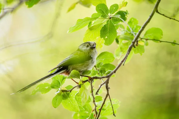 Long Tailed Tit Cute White Brown Black Songbird Perching Branch — Fotografia de Stock