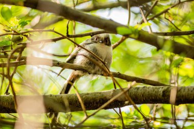 A young long-tailed tit, a cute white, brown and black songbird, perching on a branch surrounded with green leaves. Spring day in nature.