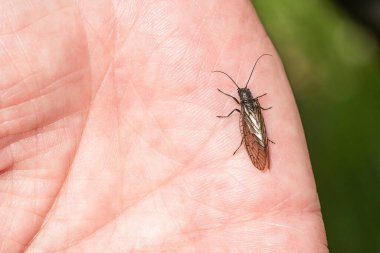 Bir alderfly, küçük kahverengi ve siyah zararsız bir böcek, güneşli bir bahar gününde bir gölün kenarında oturuyor. Arka planda yeşil çimen. 