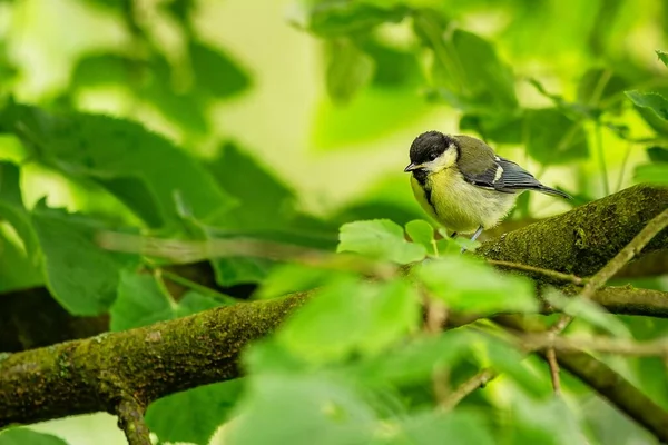 Great Tit Cute Yellow Grey Fledgling Black Head Perching Branch — Stockfoto