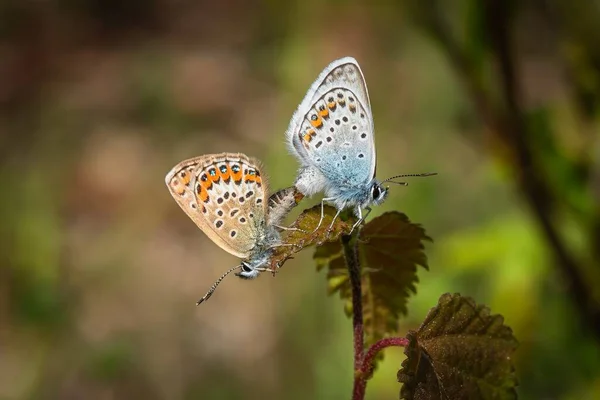 Δύο Ασημένιες Μπλε Πεταλούδες Ένα Καφέ Θηλυκό Και Ένα Μπλε — Φωτογραφία Αρχείου
