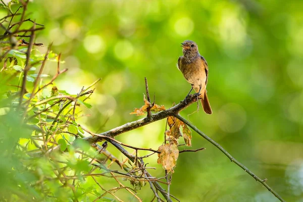 Redstart Comum Jovem Pássaro Macho Empoleirado Pequeno Galho Com Folhas — Fotografia de Stock