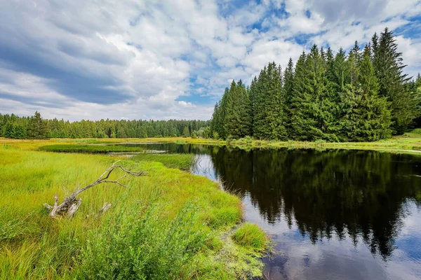 Scenic view of taiga landscape with a lake and forest. Reflection of the spruce trees in water. Sunny day with blue sky and white clouds. Yellow green grass and a dry branch in the foreground.