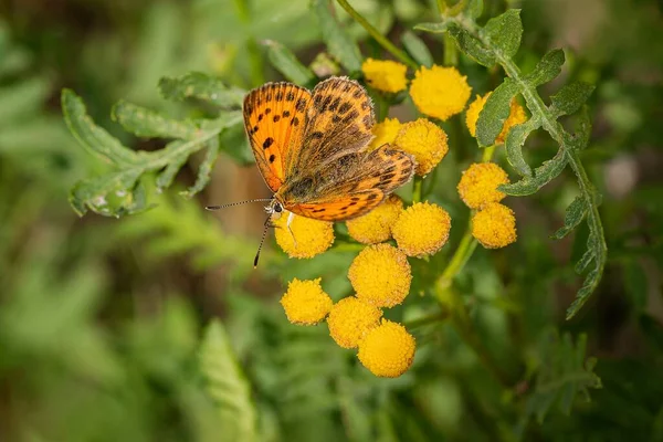 Вид Сверху Скудную Медь Оранжевую Коричневую Бабочку Сидящую Диком Желтом — стоковое фото