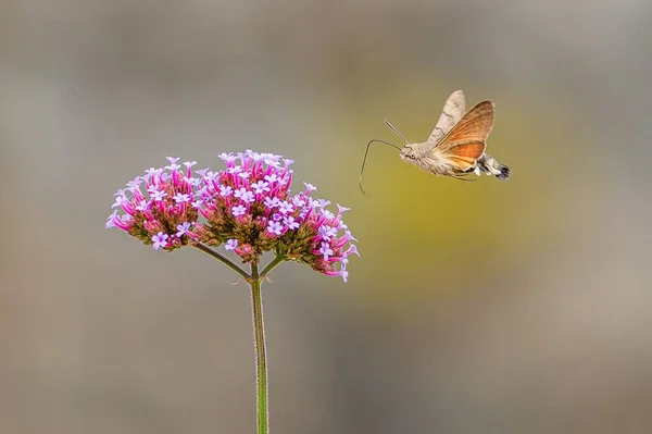 The hummingbird hawk moth with long proboscis flying around a purple flower growing in a garden. Blurry grey and yellow background.