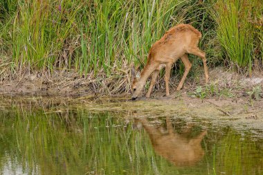 A young brown thirsty female roe deer drinking from a little lake in national wetland park. Reflection of the animal in the water. Green grass in the background.