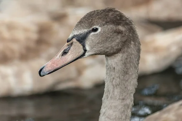 Close Portrait Young Grey Coloured Mute Swan Pink Beak Wet — Stock Photo, Image