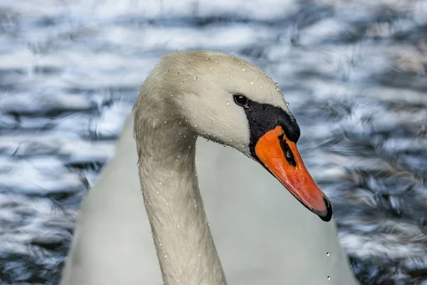 Feche Retrato Cisne Mudo Branco Com Bico Laranja Gotas Molhadas — Fotografia de Stock