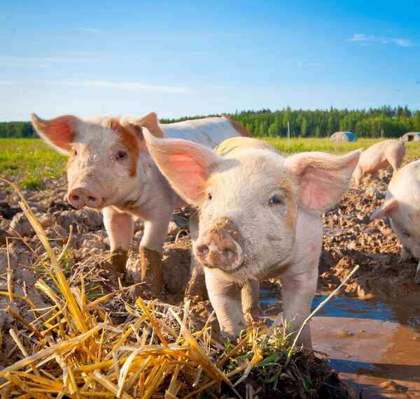 Two piglets