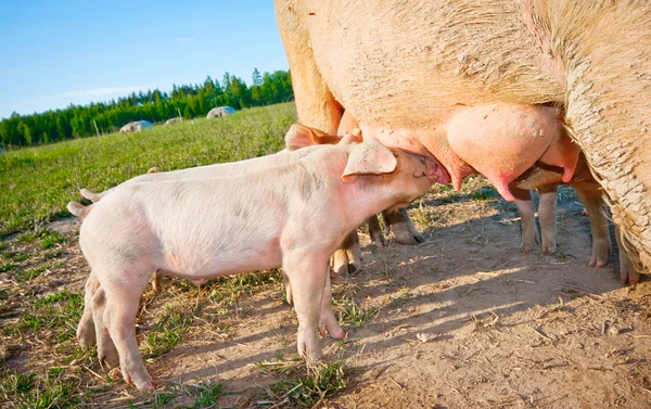 Cerdito joven —  Fotos de Stock