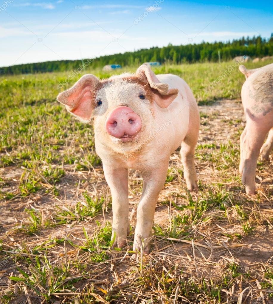 Bebe Cochon Images Libres De Droit Photos De Bebe Cochon Depositphotos