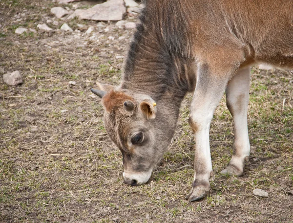 Young calf eating — Stock Photo, Image