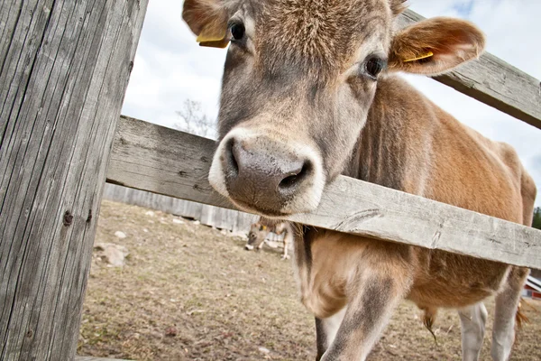 Calf behind fence — Stock Photo, Image