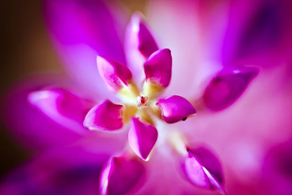 Purple closeup — Stock Photo, Image
