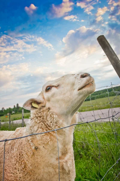 Pecora che guarda in alto — Foto Stock