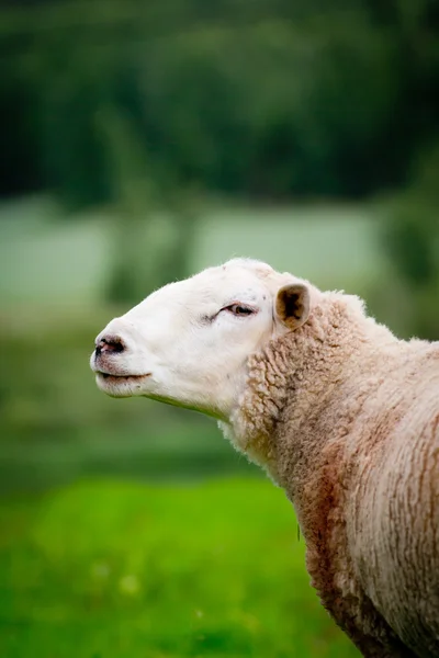 Sheep on green — Stock Photo, Image