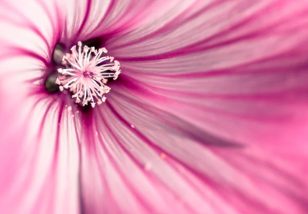 Рожева квітка Ліцензійні Стокові Фото