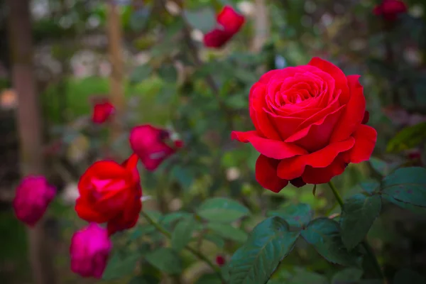 Krzew czerwonych róż — Zdjęcie stockowe