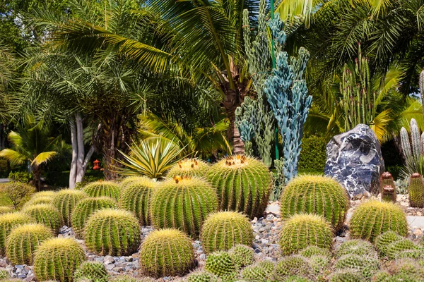 Cacti in the park — Stock Photo, Image