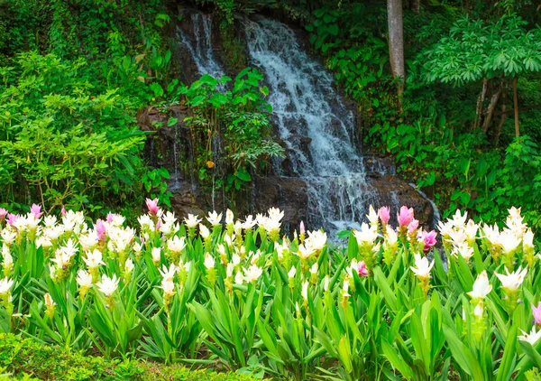 Cascata nella foresta del parco — Foto Stock