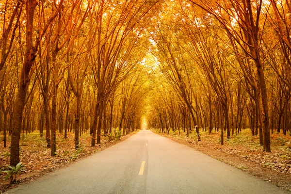 Rubber tree tunnel on the road — Stock Photo, Image