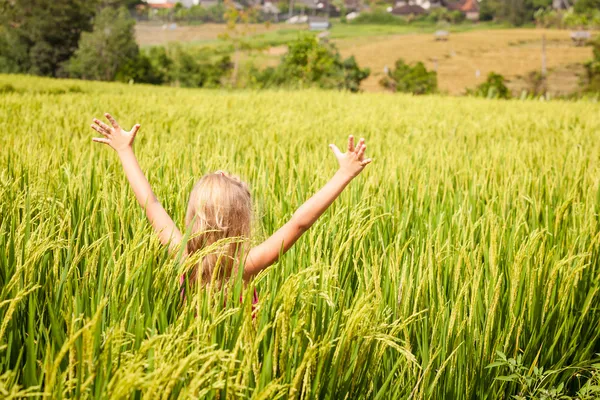 Liten flicka på risfält — Stockfoto