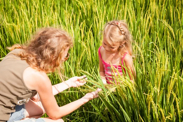 Mor och dotter på risfält — Stockfoto