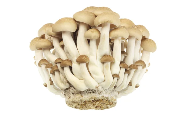 Brown Beech Mushrooms — Stock Photo, Image